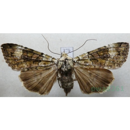 Anaplectoides prasina (Denis & Schiffermüller, 1775) Rolnica chwastówka Czech37k